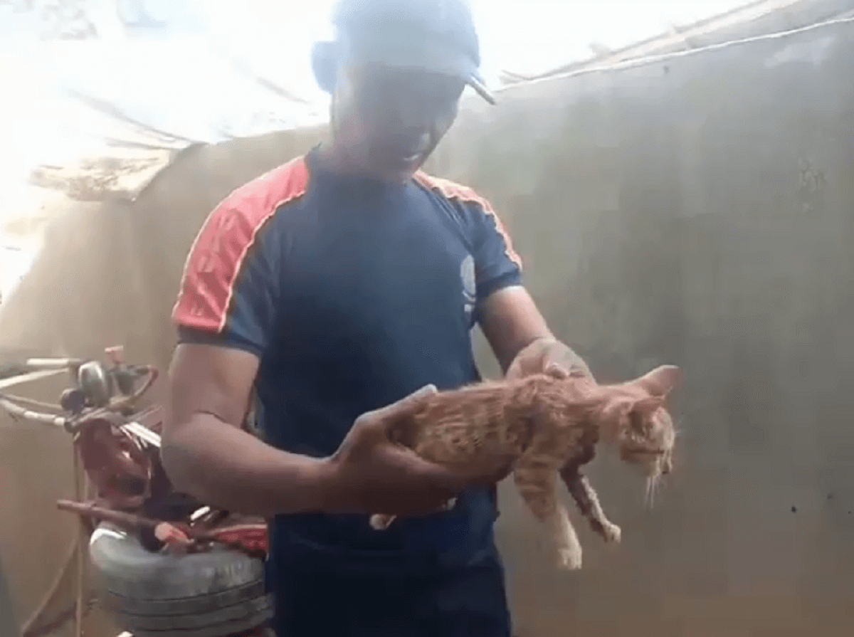 Aksi Damkar Surabaya Selamatkan Kucing Terjepit Velg Mobil Saat Kejar Mangsa