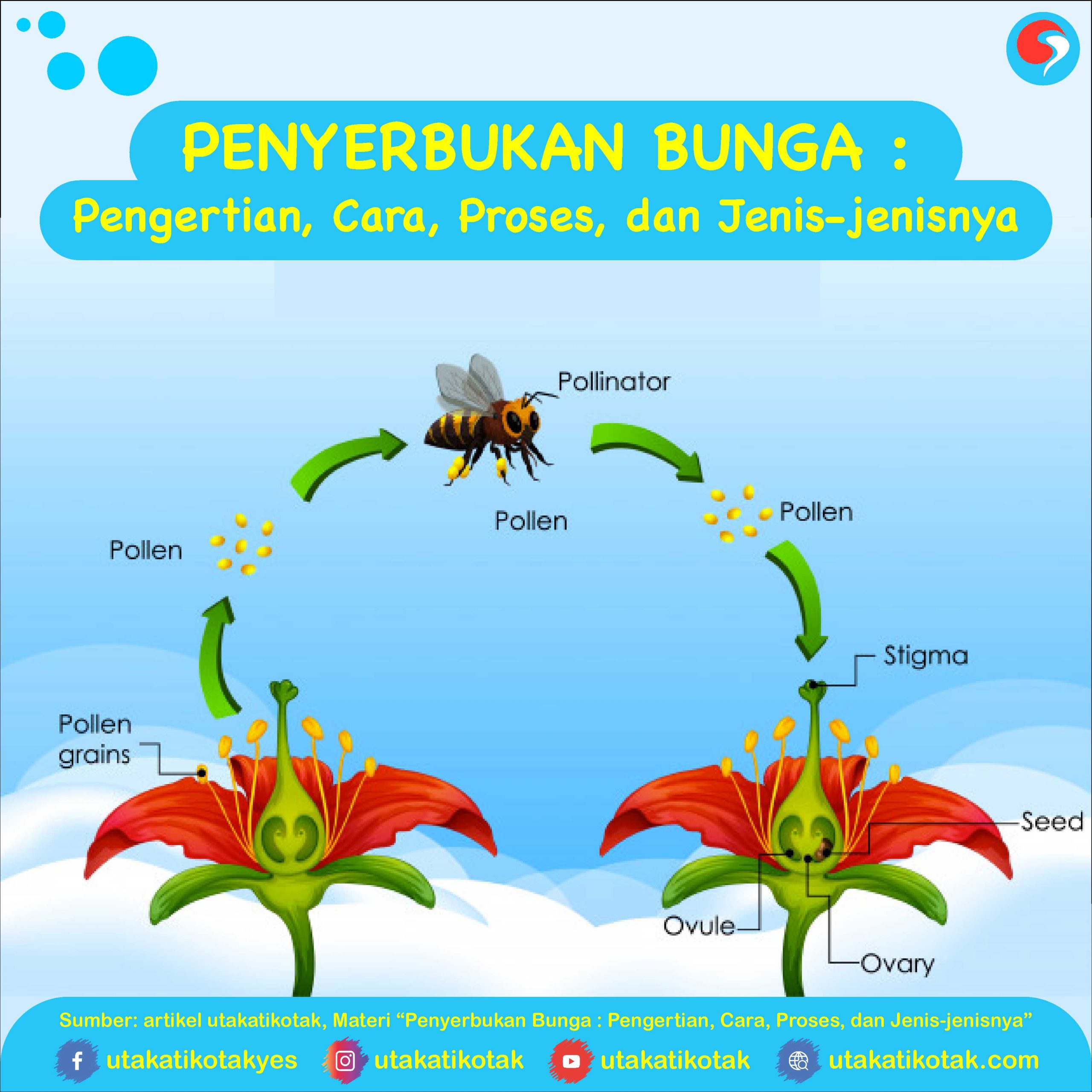 Apa Itu Proses Penyerbukan Tanaman? Ini Jawabannya Menurut Ilmu Biologi