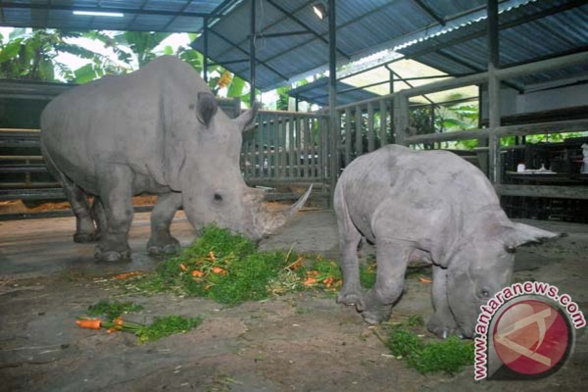 Bakteri Purba 'Bunuh' Badak Putih Langka Sejak dalam Kandungan