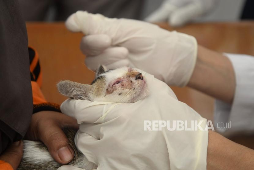 BPOM Bongkar Praktik Ilegal Dokter Hewan, Edarkan Sekretom Rp230 Miliar untuk Pasien Manusia