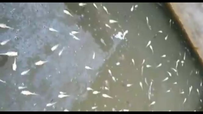 Fenomena Aneh Ribuan Lele Bumblebee Merayap ke Luar Sungai
