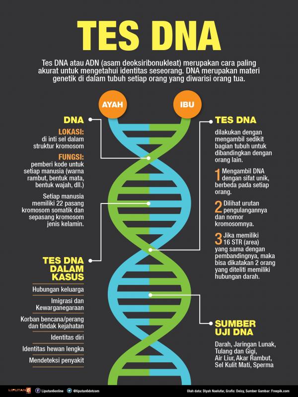 Harga Tes DNA Paternitas, Dijalani RK untuk Buktikan Hubungan dengan Anak Lisa