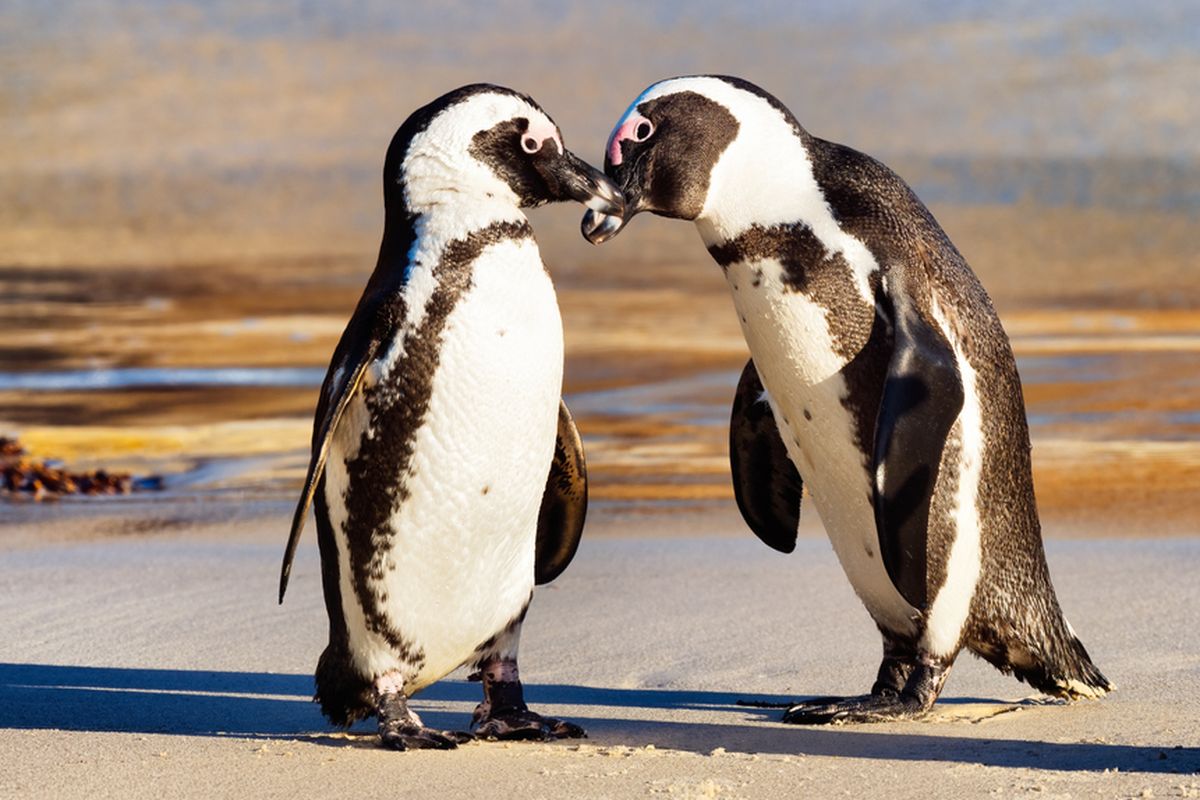 Ilmuwan Takjub Penguin Bisa Lemparkan Bom Tinja Hingga Jauh