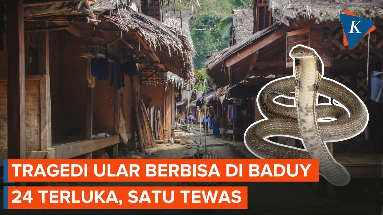 Iseng Ambil Ular Berbisa, Pendaki Tewas Digigit