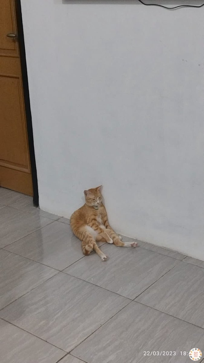 Kucing 'Ditangkap' karena Cakar-cakar Polisi, Langsung Diproses