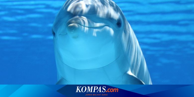 Lumba-lumba Terekam Melahap 8 Ular Berbisa, Ilmuwan Bingung Penyebabnya