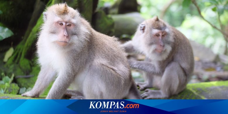 Monyet di Ubud Masturbasi Pakai Batu Bikin Ilmuwan Penasaran.