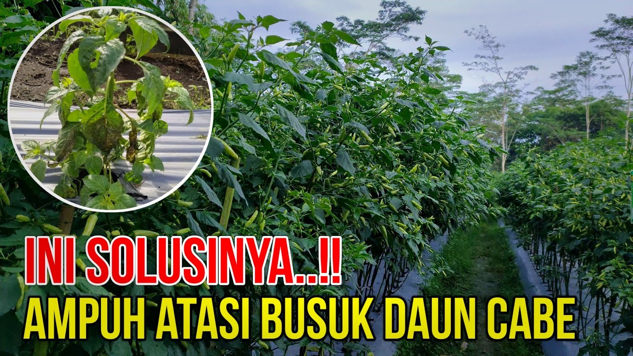Provider Tumbuh Subur Tapi Tak Seimbang dengan Kualitas Internet RI