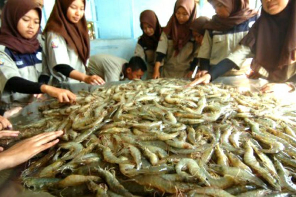 Respons Menteri KP dan Menperin Soal Udang Beku Asal RI Diduga Terkontaminasi Nuklir