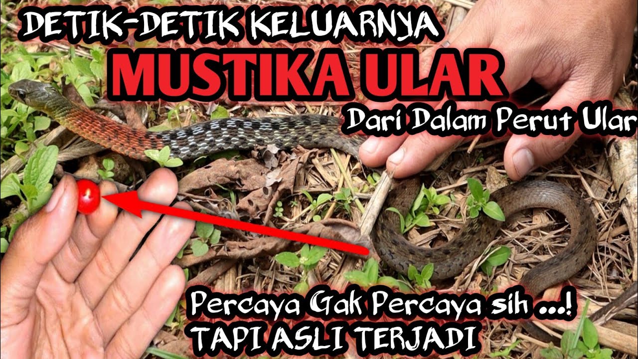 Sadis! Ular Kukri Keluarkan Isi Perut Kodok dan Lahap Organnya Satu per Satu