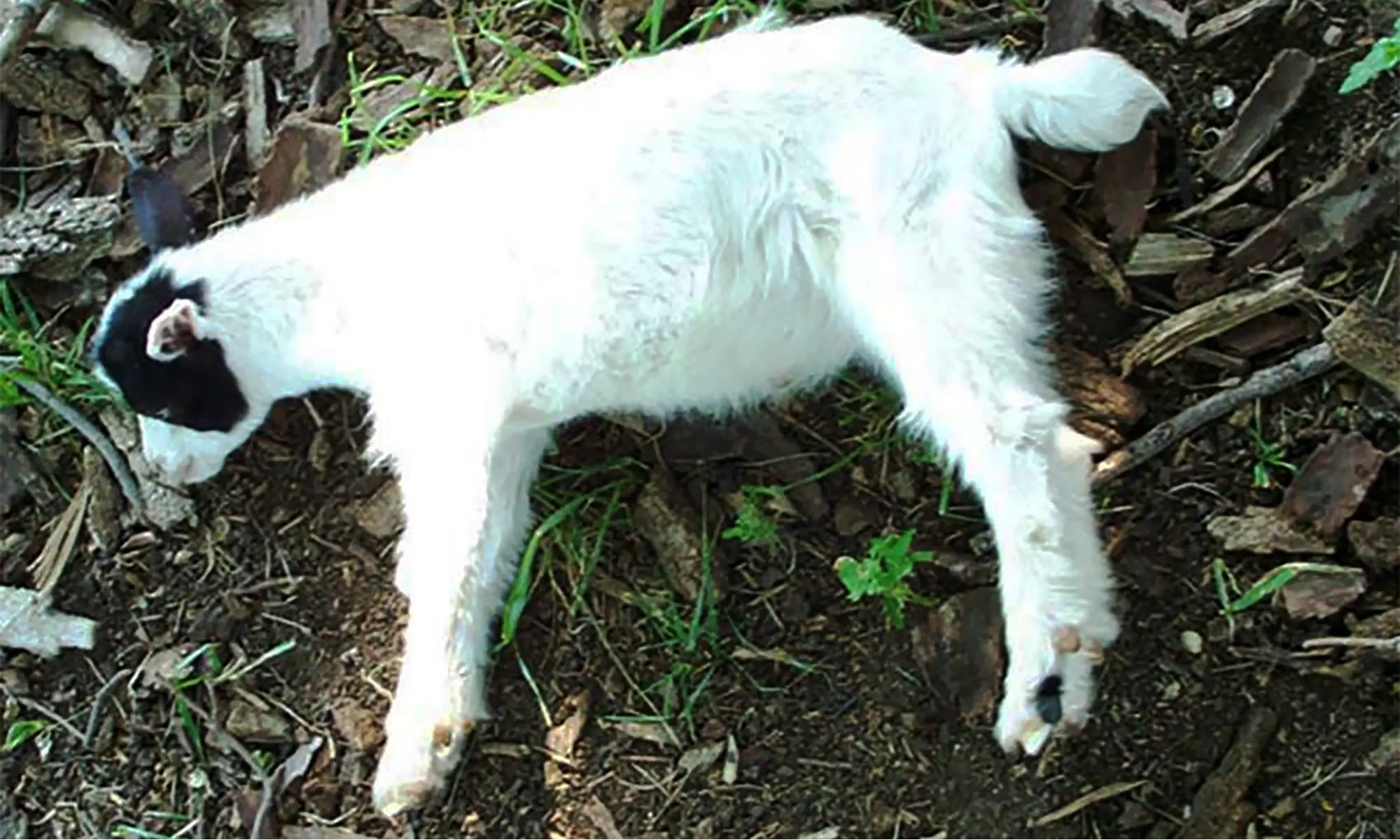 Seperti Manusia, Kambing Juga Bisa Pingsan