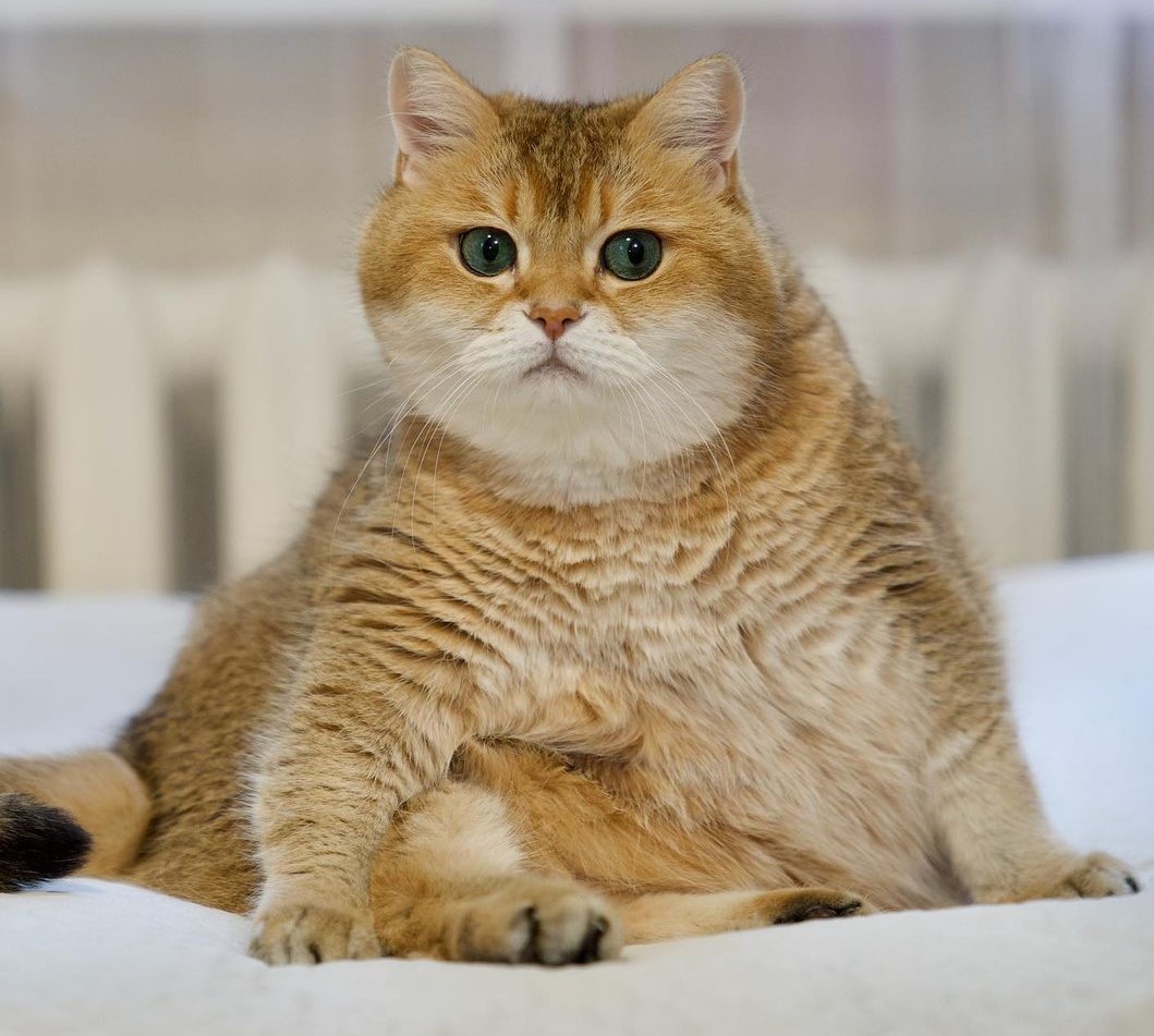 10 Foto Kucing Chubby di Media Sosial yang Bikin Hati Kamu Meleleh