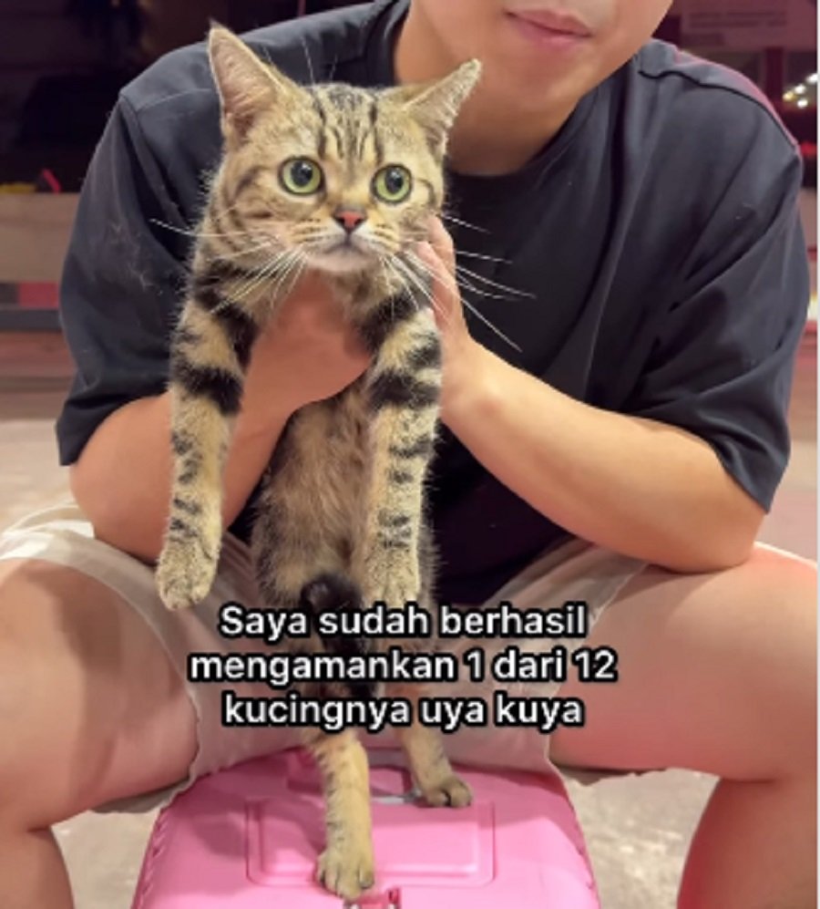 Cerita Cat Lover Amankan Kucing Uya Kuya, Begini Kondisinya!