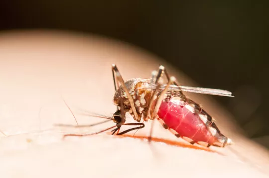 China Pakai Protokol COVID-19 untuk Hentikan Penyebaran Chikungunya