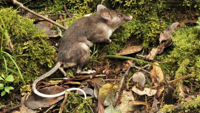 Ditemukan Spesies Baru Tikus Hutan Asli Sulawesi: Crunomys tompotika Ungkap Kekayaan Biodiversitas Wallacea