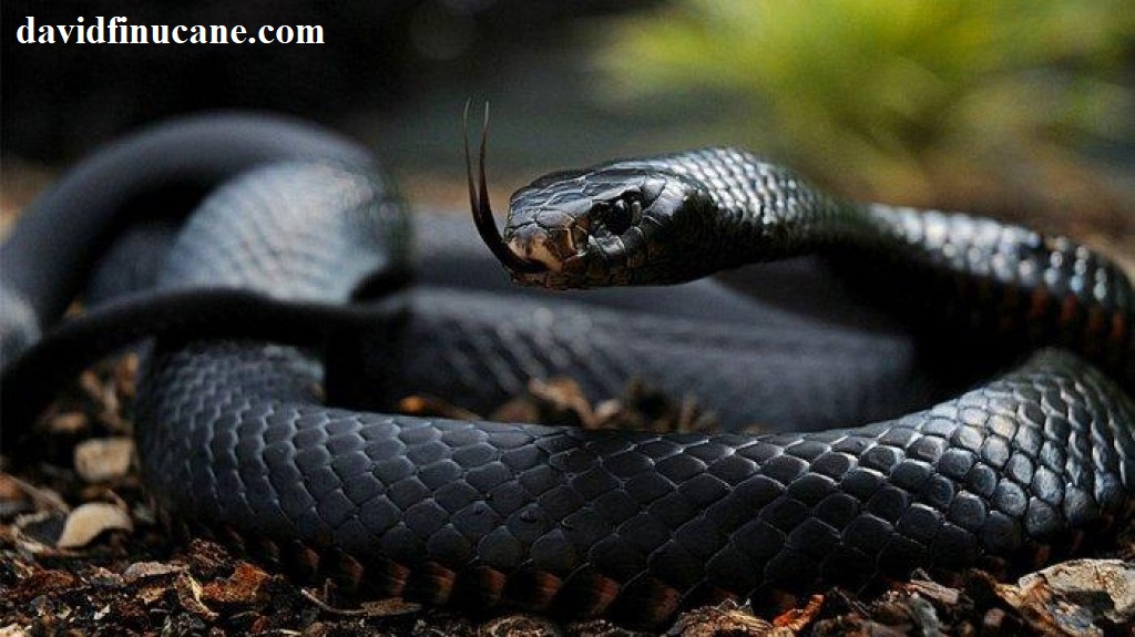 Fakta-fakta 'Black Mamba', Mainan 18+ yang Viral Akhir-akhir Ini