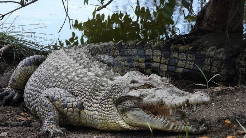 Ilmuwan Ungkap Buaya 'Berselancar' untuk Bermigrasi Ribuan Kilometer