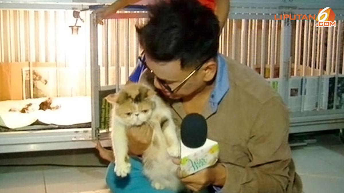 Iron Man Sahroni, Kucing Uya Kuya Punya Asuransi? Ini Penjelasannya