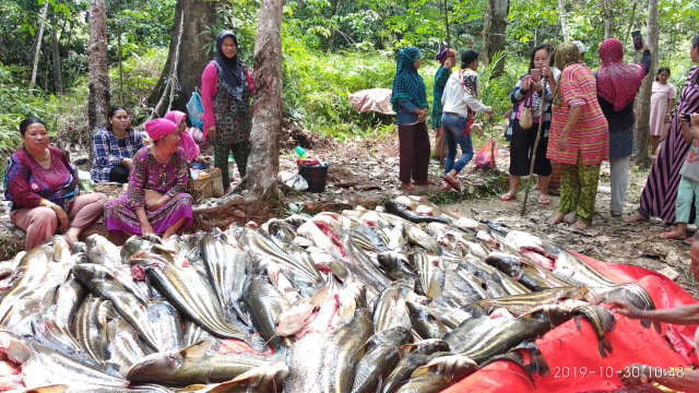 Ketiban Rezeki Nomplok, Warga Kapuas Hulu Panen Puluhan Ikan Tapah Langka