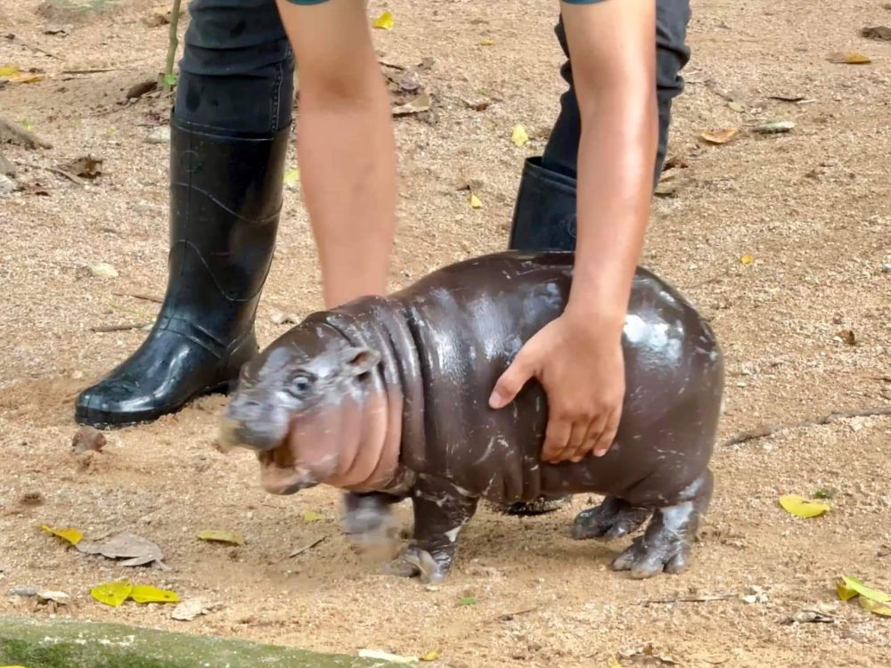 Kuda Nil Ganas Seruduk Kapal, 11 Penumpang Hilang