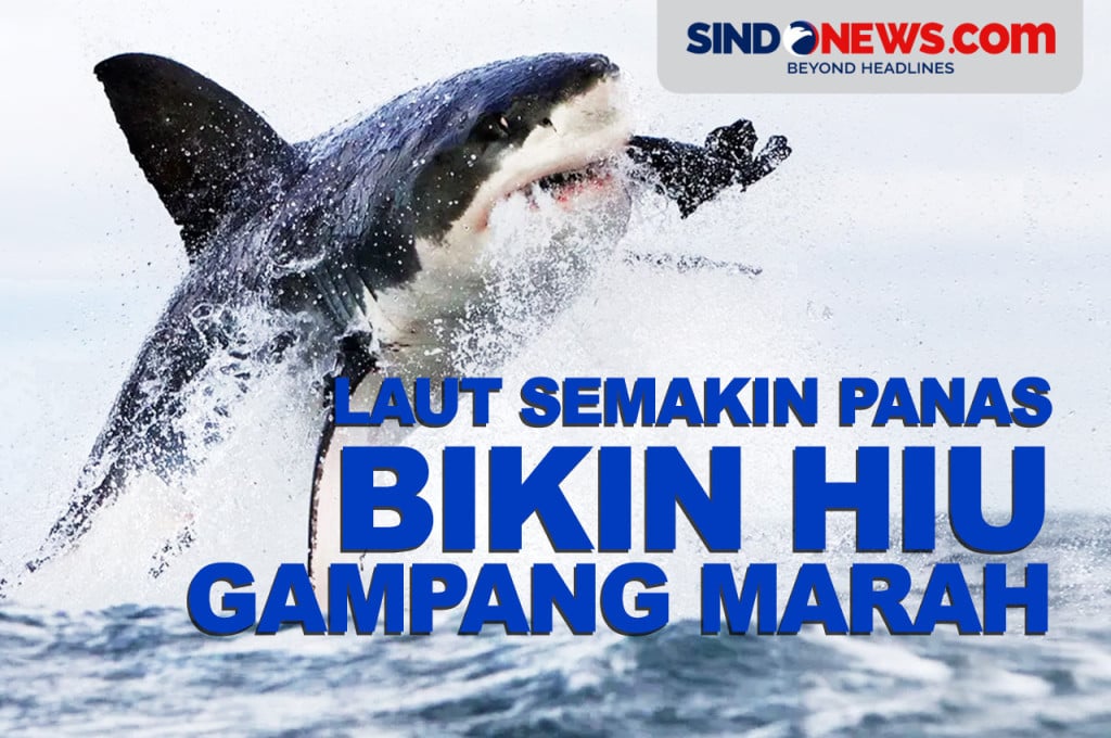 Laut Semakin Asam, Hiu Terancam Ompong