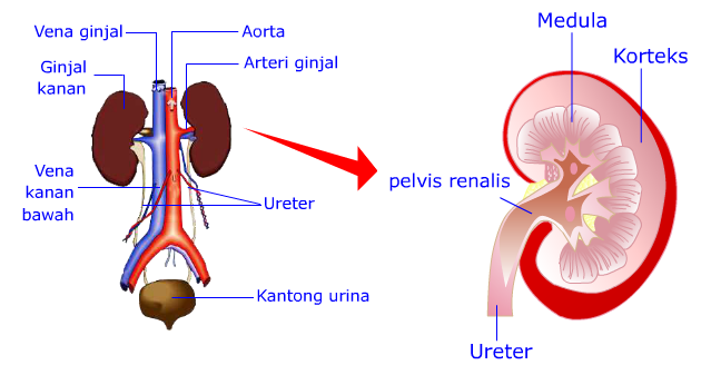 Letak dan Fungsi Ginjal di Tubuh Manusia