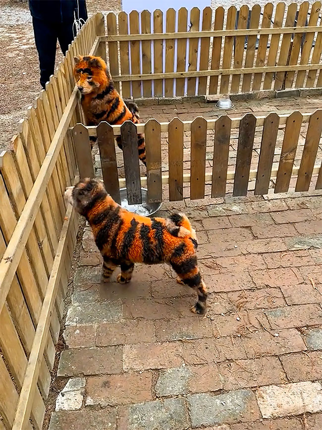 Manusia yang Hidup Menjadi Anjing Mau Bikin 'Kebun Binatang'