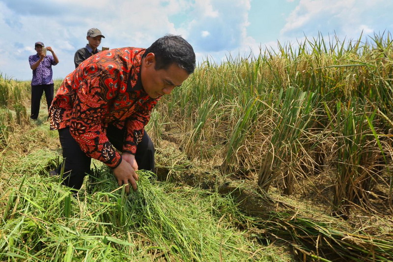 Mentan Minta Bulog Terus Serap Gabah dari Petani, Tak Ada Istilah Kuota Habis