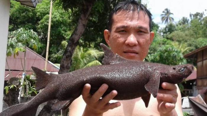 Mirip Jeruk, Nelayan Temukan Hiu Langka Berwarna Oranye Terang