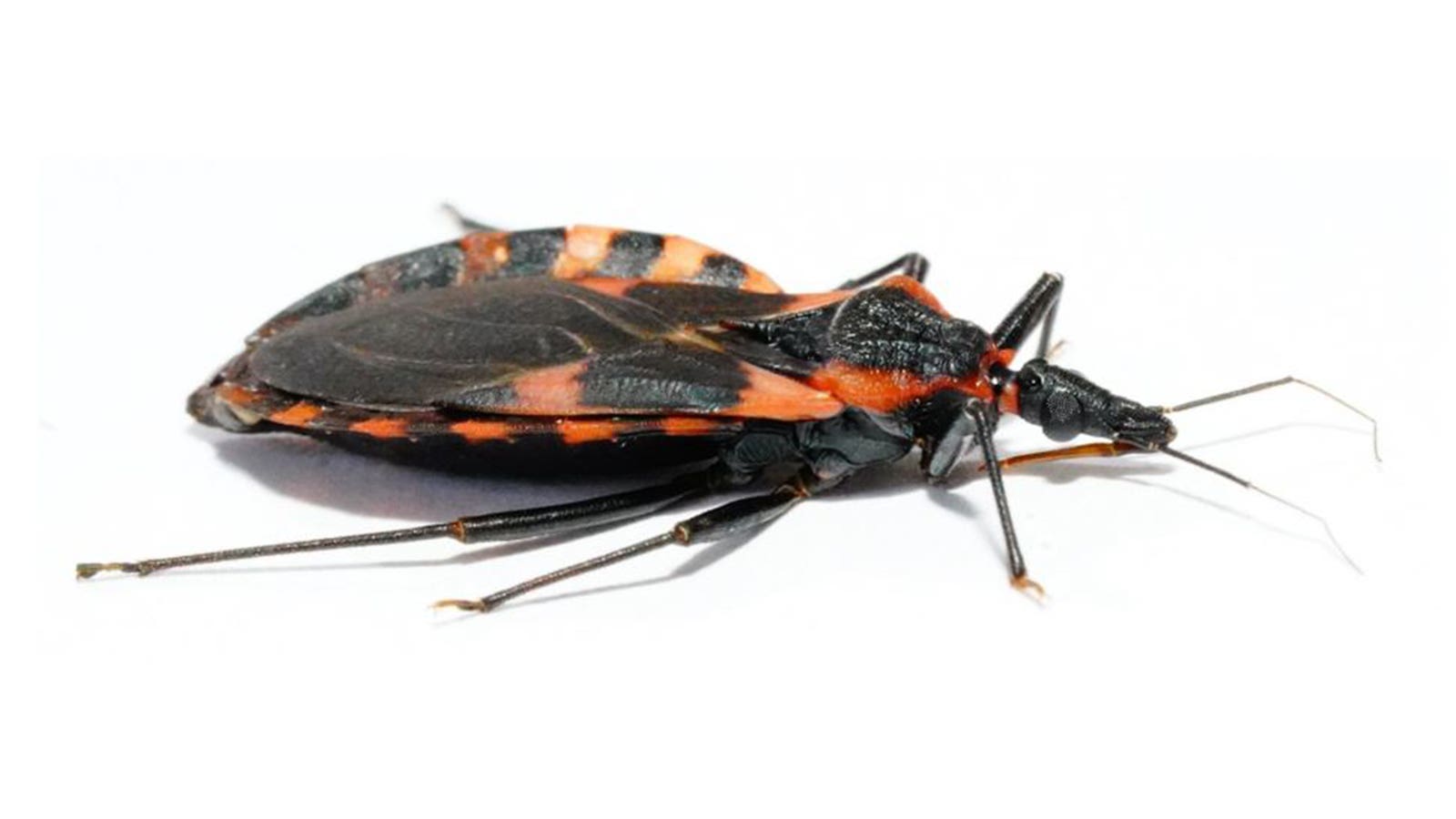Ngeri! 280 Ribu Warga AS Disebut Idap Penyakit Chagas, Ditularkan 'Kissing Bug'