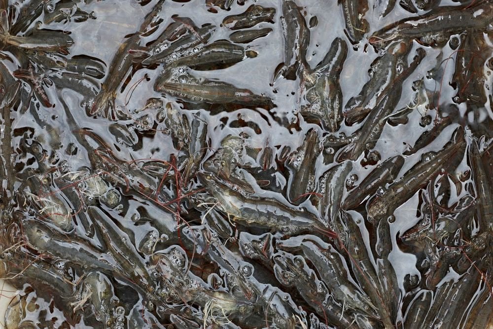 Pemerintah Uji Udang Beku yang Diduga Tercemar Radioaktif, Ini Hasilnya