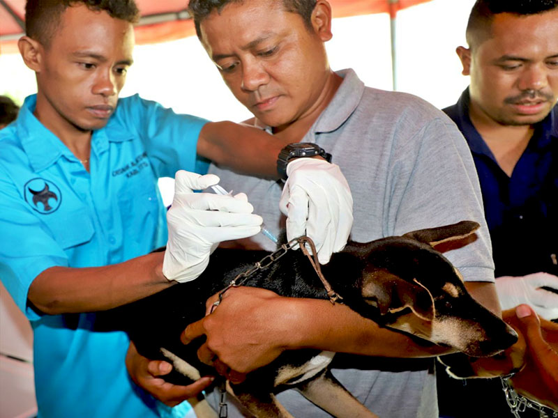 Petaka Baru di Thailand, Wabah Rabies Meluas di Bangkok! Warga Diimbau Waspada.