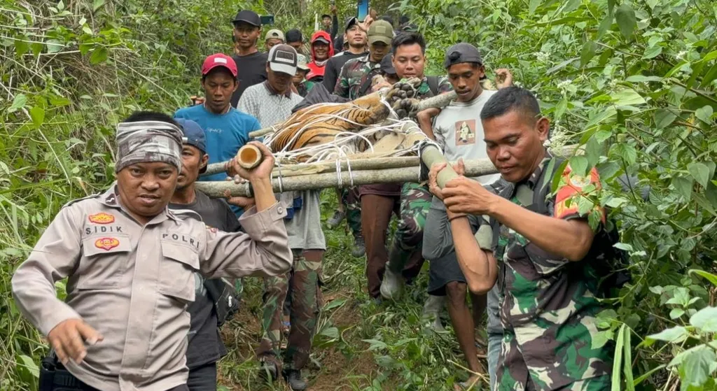Petani di Lampung Barat Diterkam Harimau Saat Mengendarai Motor