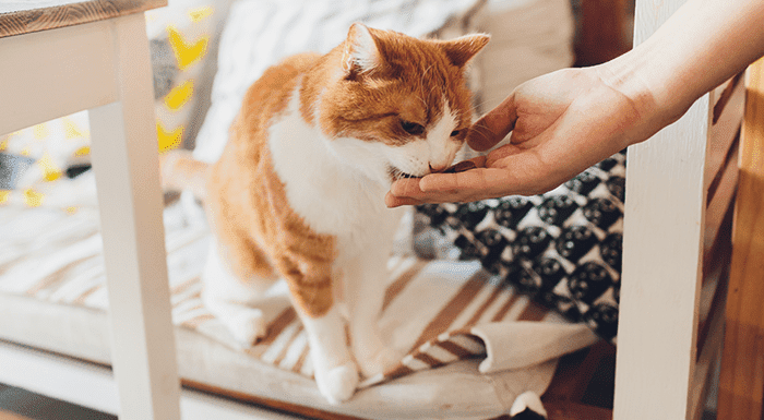 Studi: Cara Terbaik Bangun Ikatan Kimiawi dengan Kucing Kamu