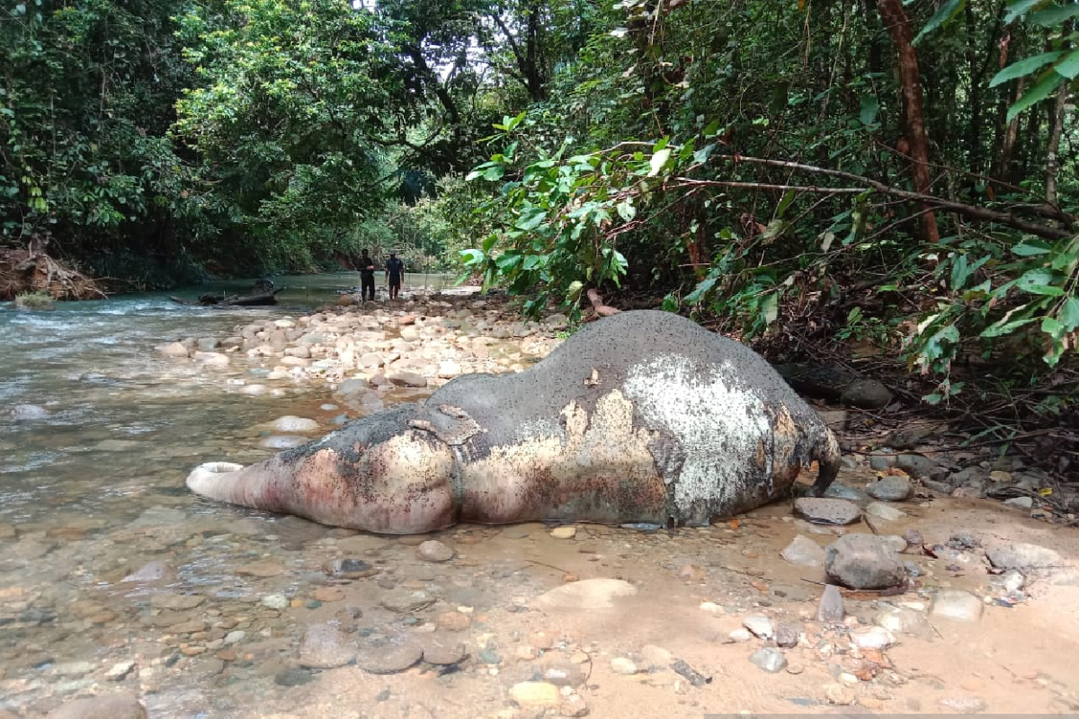 Tari Gajah Teso Nilo Mati, Tim Dokter Tak Temukan Indikasi Kekerasan-Keracunan
