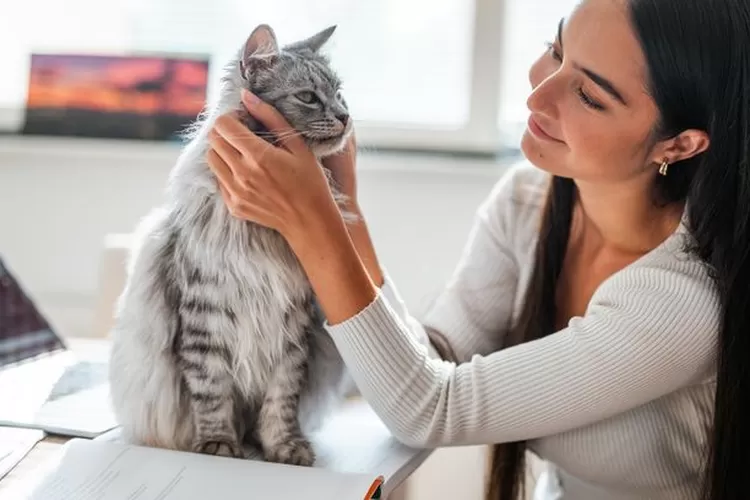 Terbukti Lewat Studi, Pelihara Kucing Bikin Otak Lebih Relaks-Nggak Mudah Stres