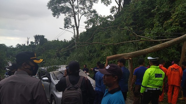 Tragedi di Bandar Lampung: Bapak dan Anak Tertimpa Pohon Tumbang, Satu Orang Meninggal Dunia