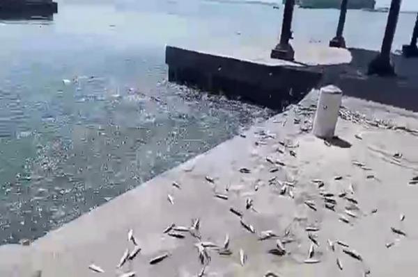 Viral Video Seram Laut Makan Daratan, Ini Penjelasan BMKG