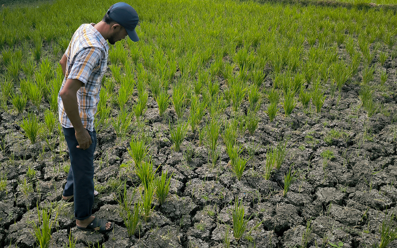 Wamentan Pastikan Petani Dapat Kompensasi Gagal Panen Imbas Kebocoran Pipa