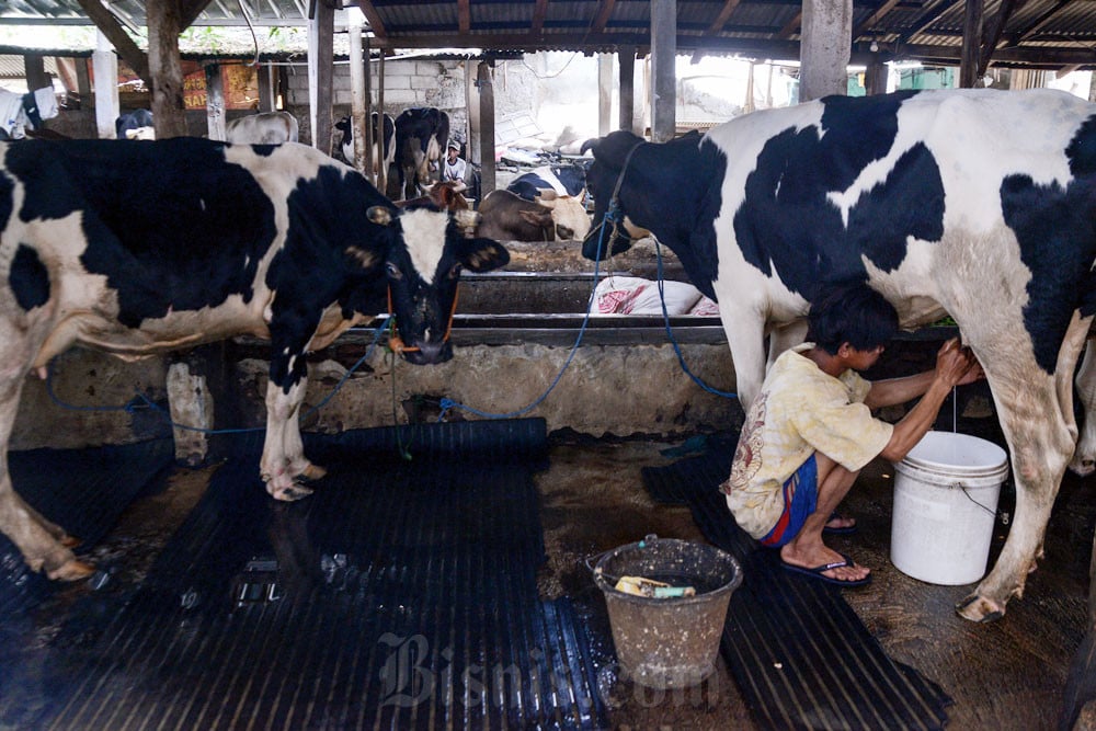 Wamentan Sebut Investasi Sapi yang Masuk Indonesia Sudah 45.000 Ekor