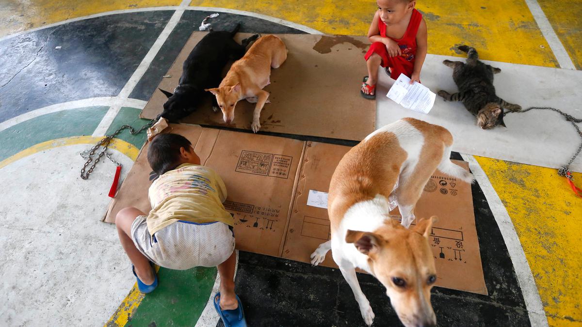 Wilayah Thailand Ditetapkan Zona Wabah Rabies, Pergerakan Hewan Dibatasi